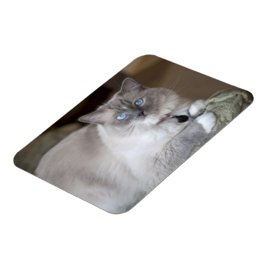 Ragdoll-Katze Magnet (Linke Seite)