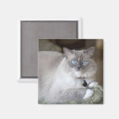 Ragdoll-Katze Magnet (Vorderseite/Rückseite)