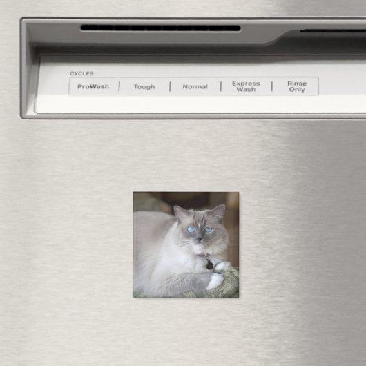 Ragdoll-Katze Magnet (In Situ (Geschirrspüler))
