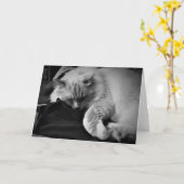 Ragdoll-Katze / Noir, Karte (Gelbe Blume)