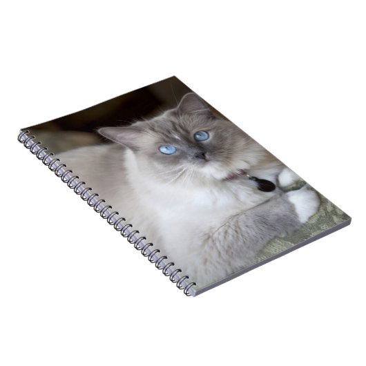 Ragdoll-Katze Notizblock (Rechte Seite)