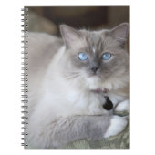 Ragdoll-Katze Notizblock (Vorderseite)