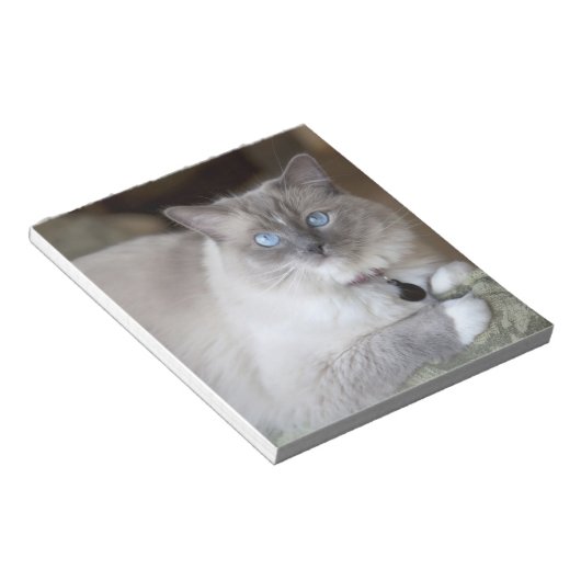 Ragdoll-Katze Notizblock (angewinkelt)