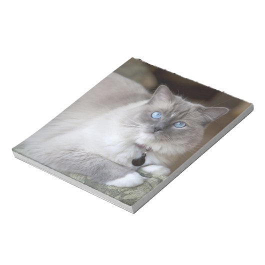 Ragdoll-Katze Notizblock (Rotiert)