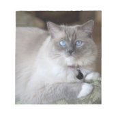 Ragdoll-Katze Notizblock (Vorderseite)