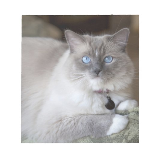 Ragdoll-Katze Notizblock (Vorderseite)