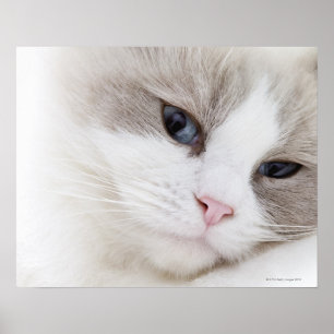 Ragdoll Katze Poster