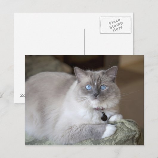 Ragdoll-Katze Postkarte (Vorne/Hinten)