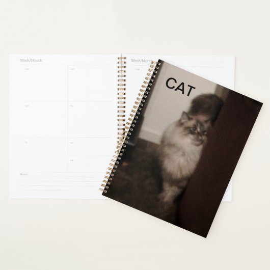 Ragdoll Katze pur gegen einen Stuhl. Planer (Anzeige)