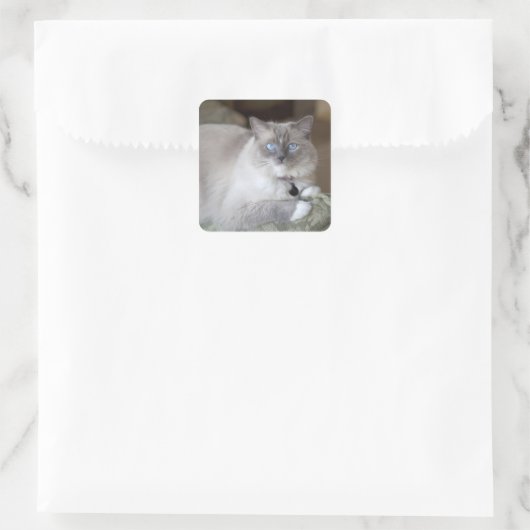 Ragdoll-Katze Quadratischer Aufkleber (Tasche)