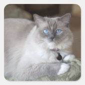 Ragdoll-Katze Quadratischer Aufkleber (Vorderseite)