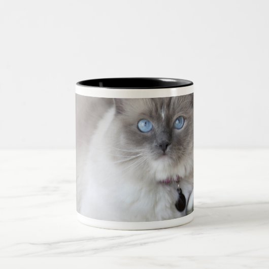 Ragdoll-Katze Zweifarbige Tasse (Mittel)
