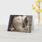 Ragdoll Katzen-Gruß-Karte Karte (Gelbe Blume)
