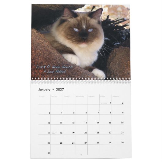 Ragdoll Katzen-Kalender Kalender (Jan 2027)