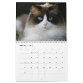 Ragdoll Katzen-Kalender Kalender (Feb 2027)