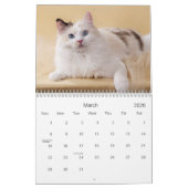 Ragdoll Katzen-Kalender Kalender (Mär 2026)