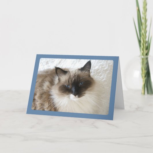 Ragdoll Katzen-Porträt-Gruß-Karte Karte (Vorderseite)