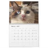 Ragdoll-Katzenkalender Kalender (Feb 2027)
