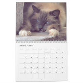 Ragdoll-Katzenkalender Kalender (Jan 2027)