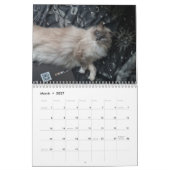Ragdoll-Katzenkalender Kalender (Mär 2027)