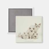 Ragdoll Katzenweibchen mit Kätzchen Magnet (Vorderseite/Rückseite)