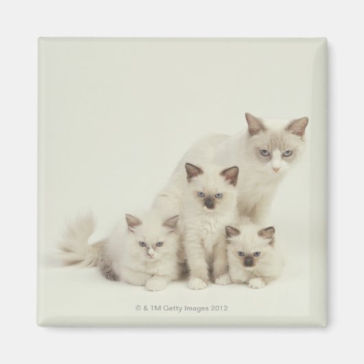 Ragdoll Katzenweibchen mit Kätzchen Magnet (Vorne)