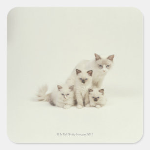 Ragdoll Katzenweibchen mit Kätzchen Quadratischer Aufkleber