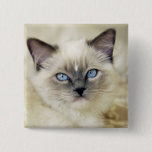 Ragdoll Kitten Button