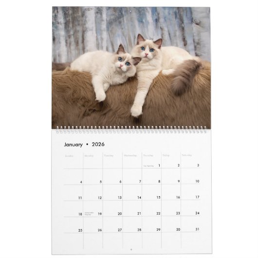 Ragdoll Kitten Calendar Kalender (Jan 2026)