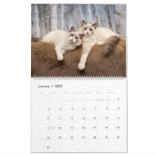 Ragdoll Kitten Calendar Kalender (Jan 2027)