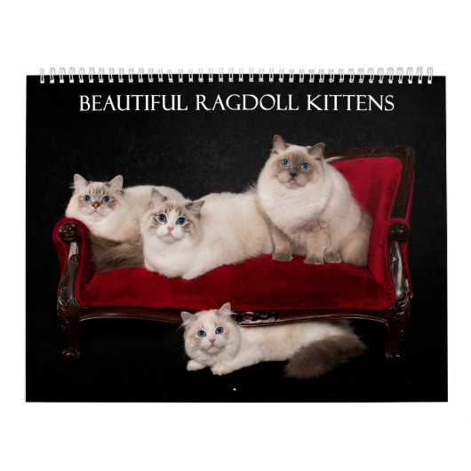 Ragdoll Kitten Calendar Kalender (Titelbild)