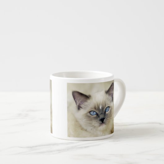 Ragdoll Kitten Espressotasse (Vorderseite Rechts)