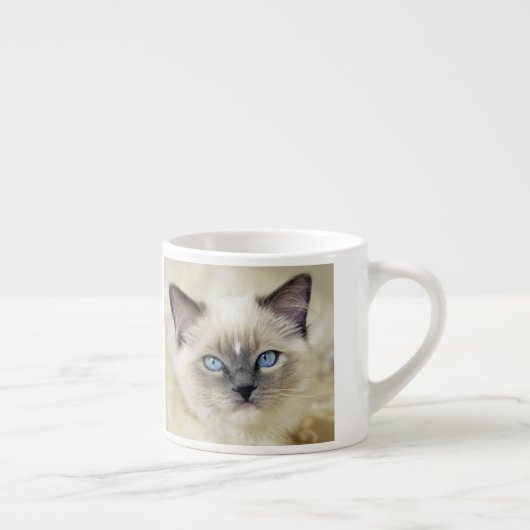 Ragdoll Kitten Espressotasse (Rechts)