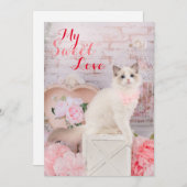 Ragdoll Kitten Ferienwohnung Feiertagskarte (Vorne/Hinten)