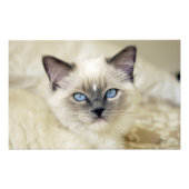 Ragdoll Kitten Fotodruck (Vorne)