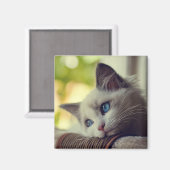 Ragdoll Kitten Magnet (Vorderseite/Rückseite)