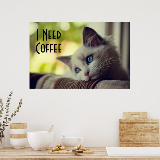 Ragdoll Kitten Poster (Küche)