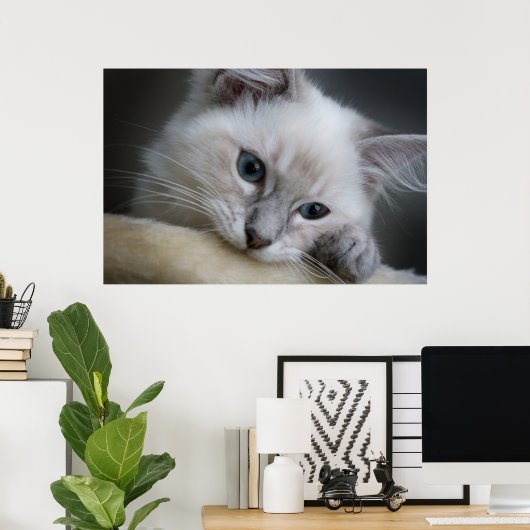 Ragdoll Kitten Poster (Heimbüro)
