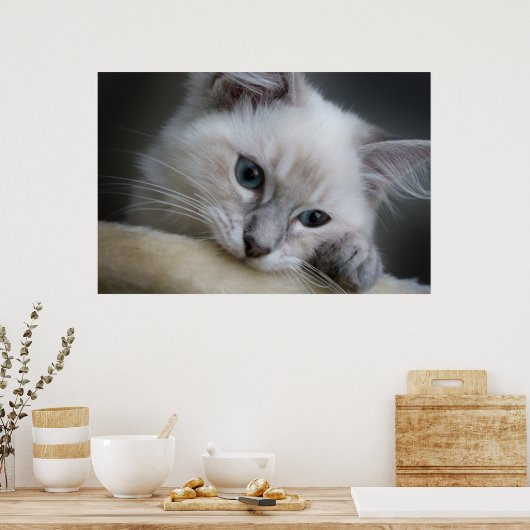 Ragdoll Kitten Poster (Küche)