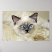 Ragdoll Kitten Poster (Vorne)