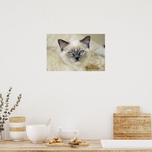 Ragdoll Kitten Poster (Küche)