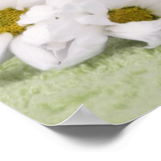 Ragdoll kitten Poster mit grünem Hintergrund (Ecke)