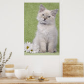 Ragdoll kitten Poster mit grünem Hintergrund (Küche)
