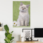 Ragdoll kitten Poster mit grünem Hintergrund (Heimbüro)