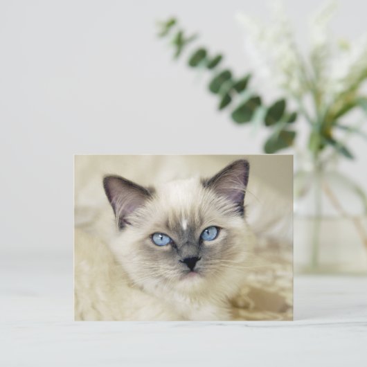 Ragdoll Kitten Postkarte (Stehend Vorderseite)