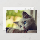 Ragdoll Kitten Postkarte (Vorne/Hinten)