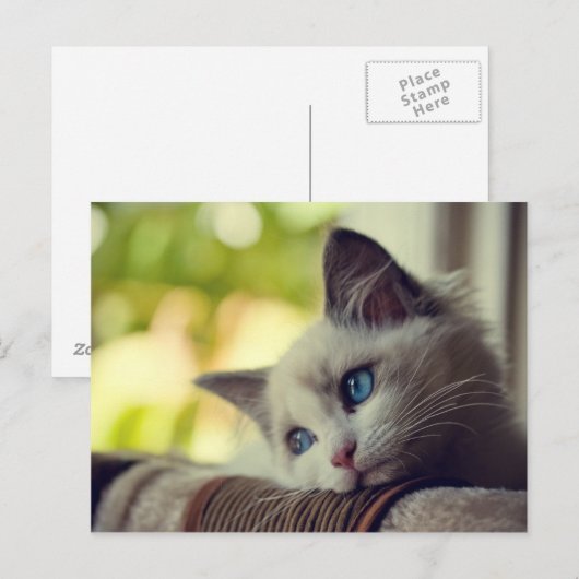 Ragdoll Kitten Postkarte (Vorne/Hinten)