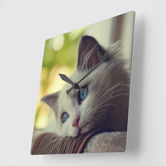 Ragdoll Kitten Quadratische Wanduhr (Winkel)