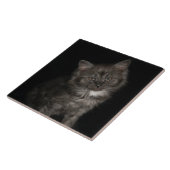 Ragdoll kitten ragdoll cat face Schwarz-weiß kitty Fliese (Seite)