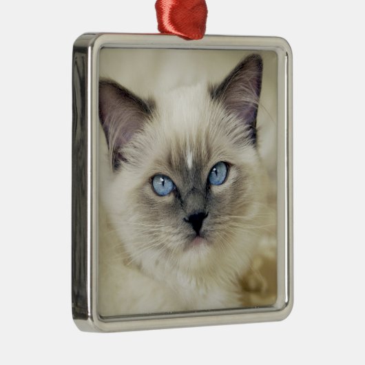 Ragdoll Kitten Silbernes Ornament (Rechts)